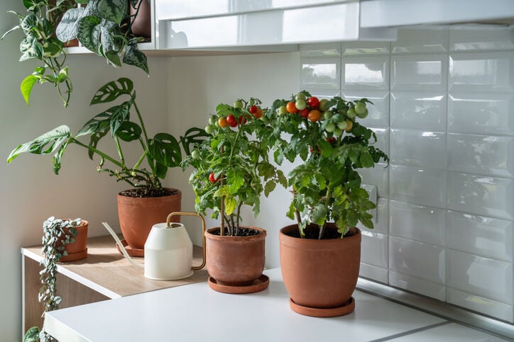 Vierkante meter moestuin advies Welkoop
